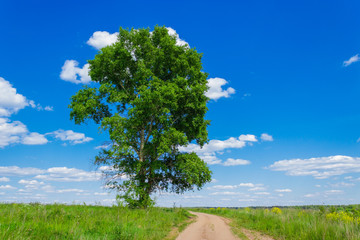 high poplar in the field