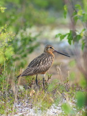 Limosa lapponica. A male of a bird among thickets of the forest-