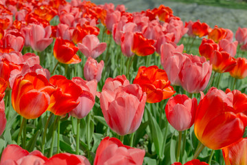 Fototapeta premium Red tulips outdoors 