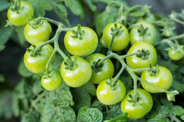 Green cherry tomatoes  in the garden outdoors close-up