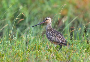 Limosa lapponica. A female among a grass in the north of Siberia