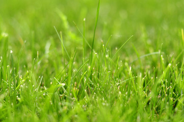 Photo grass, grass background, grass in sunlight, part of the me