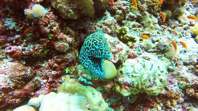 Honeycomb moray eel (Gymnothorax favagineus) with cleaner fish
