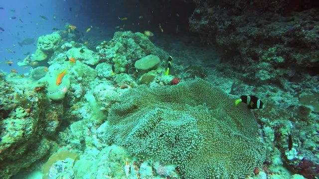 anemone fish, clown fish, underwater video