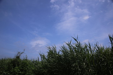 Obraz na płótnie Canvas ヨシ原と青空 / 渡良瀬遊水地のヨシ原とそこから望む青空を撮影しました。