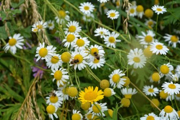 Fototapeta premium Wiese mit weißen und Gelben Blumen