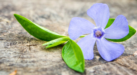 Obraz premium violet flower with green leaf