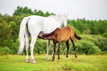 Fototapeta na wymiar Horse is feeding her foal