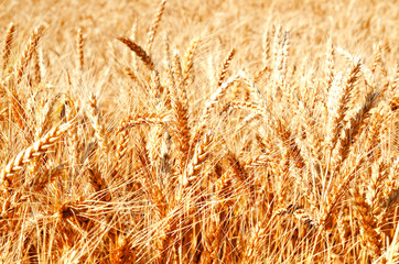 Background of wheat field with ripening golden ears