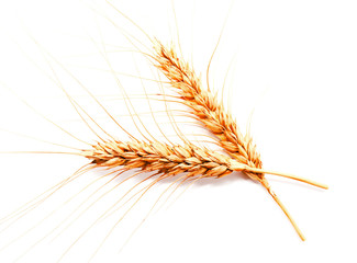 Obraz premium Wheat ears isolated on a white background