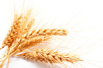 Wheat ears isolated on a white background