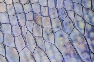 macro, detail of lizard skin (gecko, Phelsuma madagascariensis)