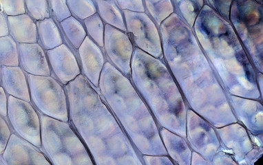 Naklejka premium macro, detail of lizard skin (gecko, Phelsuma madagascariensis)
