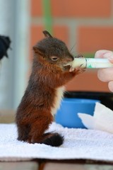 junges Eichhörnchen wird mit Milch gefüttert © mfotohaus