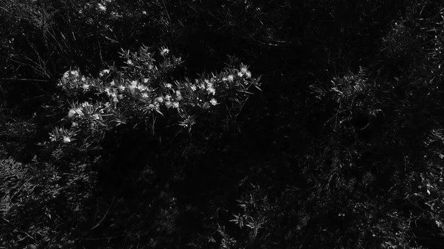 Dark pine forest.
