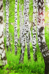 forest birch - 116247309