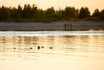 duck with the ducklings first time in the water