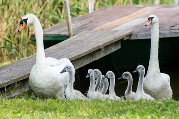 swan and cygnets first time in the water