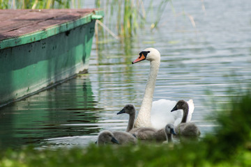 swan and cygnets first time in the water © Martins Vanags