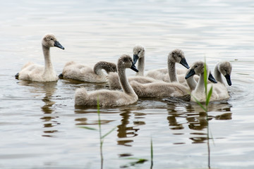 swan and cygnets first time in the water