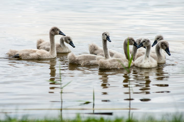 swan and cygnets first time in the water
