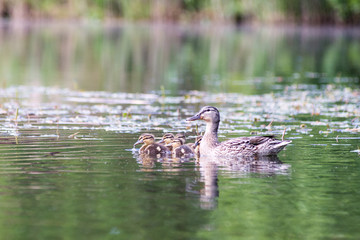 duck with the ducklings first time in the water