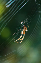 Spider on the web.