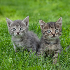 Two adorable little kittens sitting in the grass and looking at