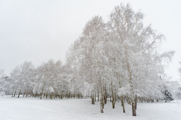 Fototapeta na wymiar Birch trees under snow