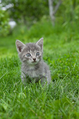 Naklejka na ściany i meble A scared kittens sitting in green grass