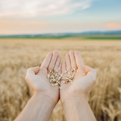 Grains in a farmer's hands on the wheat field background. Harvesting. Agricultural theme