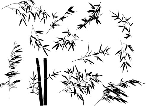 black bamboo branches large collection