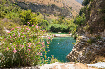 Naklejka premium Flowered oleander plant in the natural reserve Cavagrande, Sicily, the canyon and one of its natural pools in the background