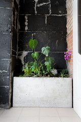 Black wall decoration of plants in building: cafe, restaurat, office. Flowers in vase for wall decoration.