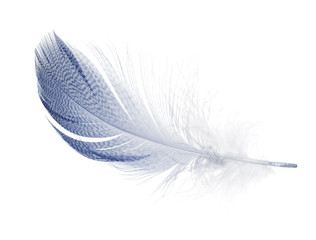 blue feather with small dark strips