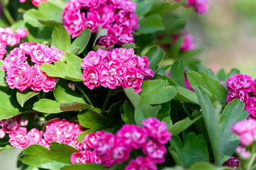 Close up photo of pink flowers in blossom on green tree in spring, shallow focus