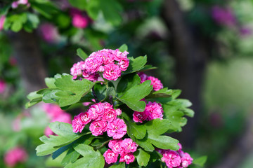 Close up photo of pink flowers in blossom on green tree in spring, shallow focus