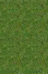 Plakat small grass seamless background