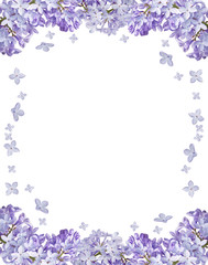 isolated frame from light blue lilac blooms