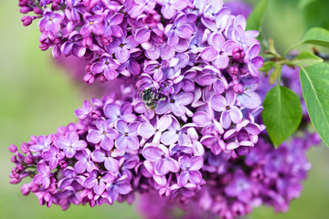 Macro image of spring lilac flower over soft abstract green background and a pollinating bee, shallow focus