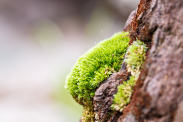 Naklejka premium green mos on the tree