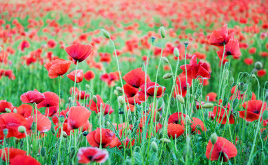 Fototapeta na wymiar meadow with beautiful red poppy flowers