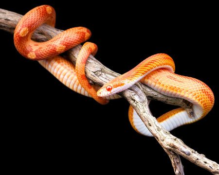  Corn snake wraped around an old branch isolated on black
