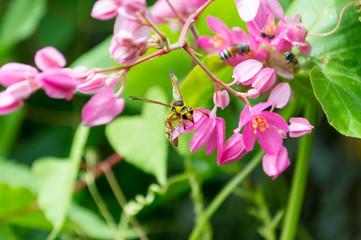 Obraz premium Wasp flying to Antigonon leptopus flowers pink wall nature background.