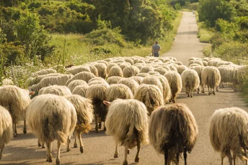 Papier Peint photo Lavable Moutons Sardaigne, troupeau de moutons paissant