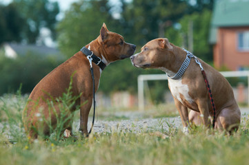 two american staffordshire dogs together