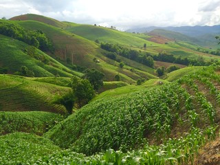 Landscape of corn field