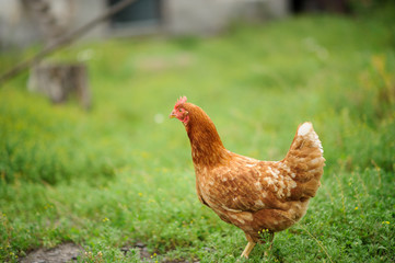 hen