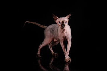  sphynx cat