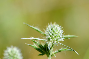 thistle in front of unfocused background